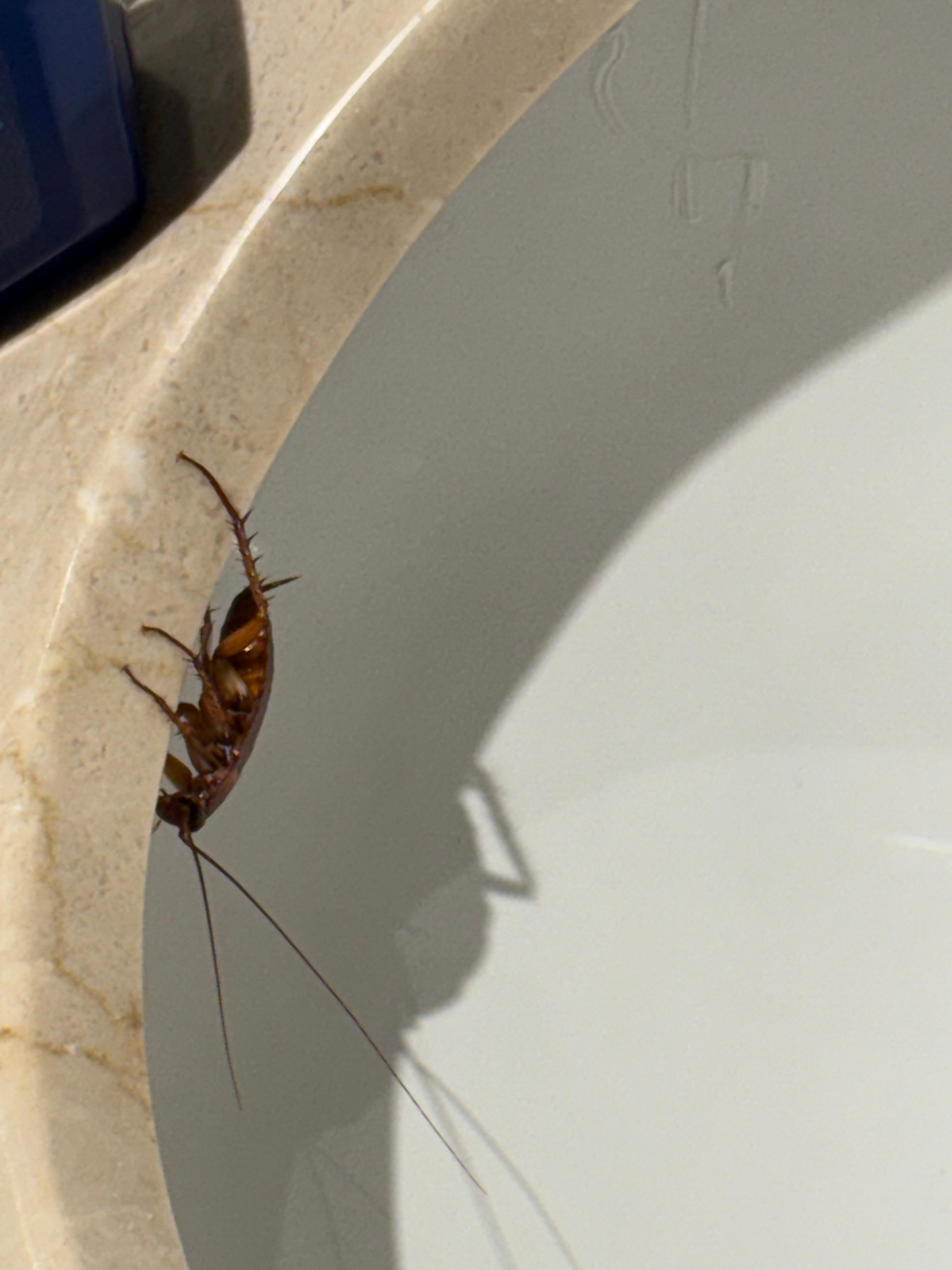 Cockroach crawling on our toiletries 