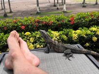 One of the resident iguanas was quite friendly!