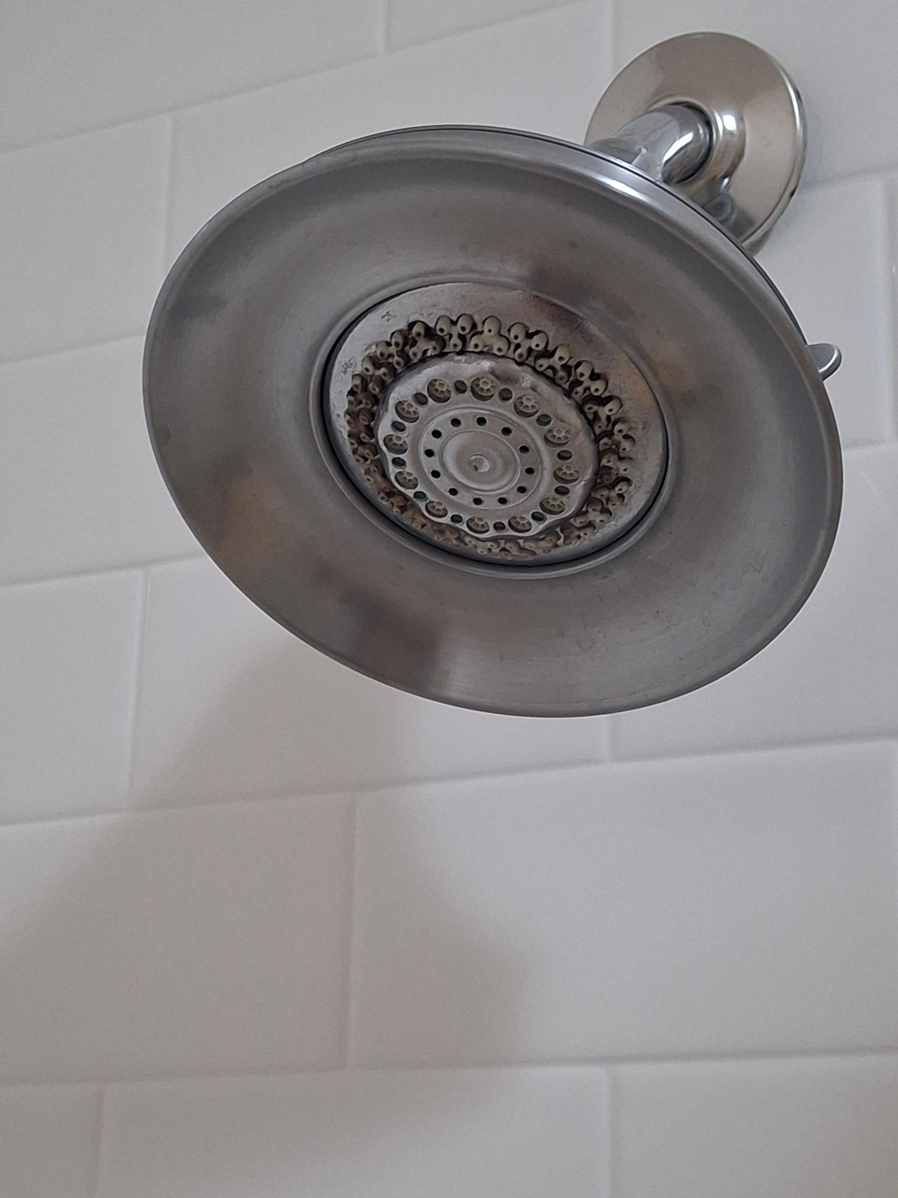 Moldy showerhead