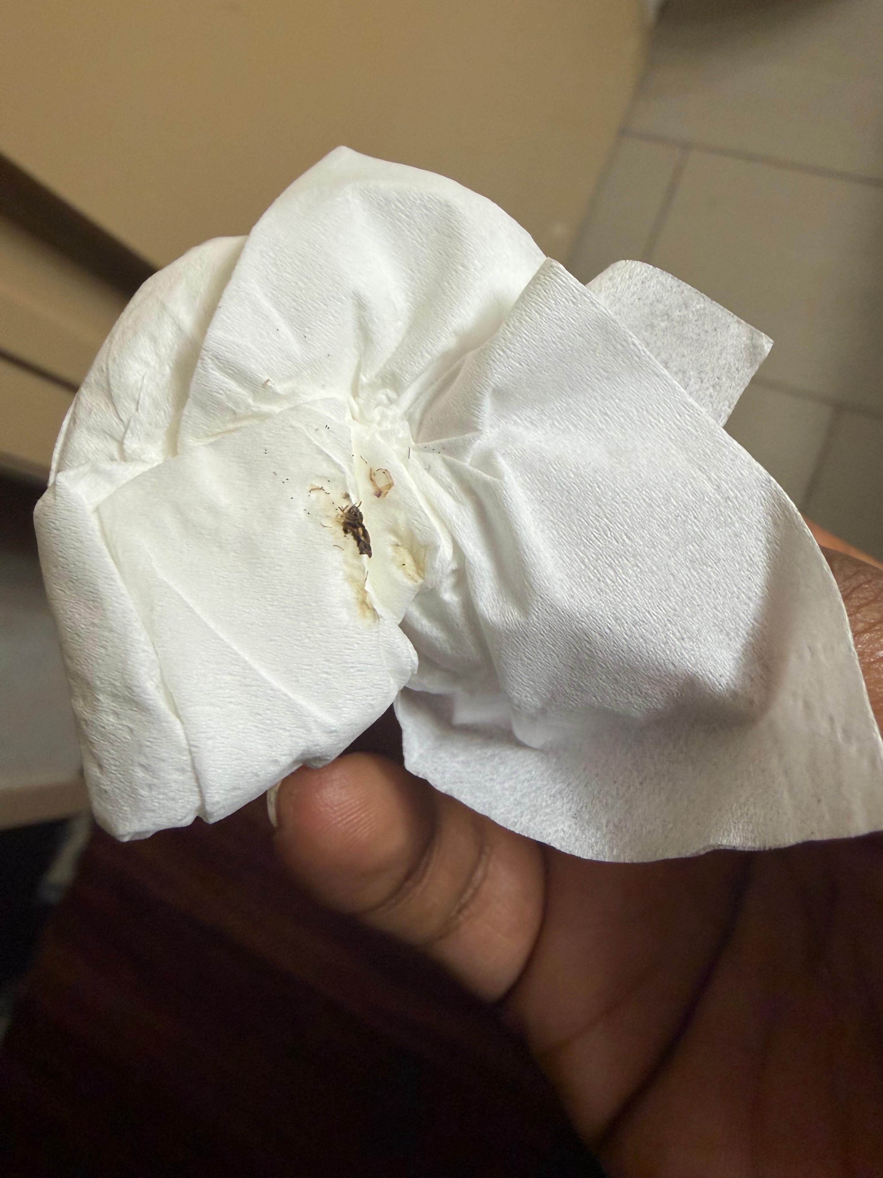 A bug i killed on my daughters bed inside the room