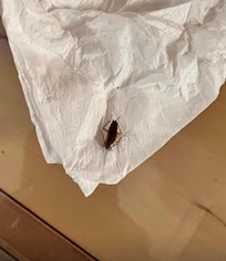 Subito abbiamo chiesto il cambio ma non c’è stato nulla da fare, hanno mandato un fattorino a spruzzare un deodorante per ambienti, che è stato peggio per la mia Rinite, mio marito ha avuto la febbre a 39 per tutta questa umidità.