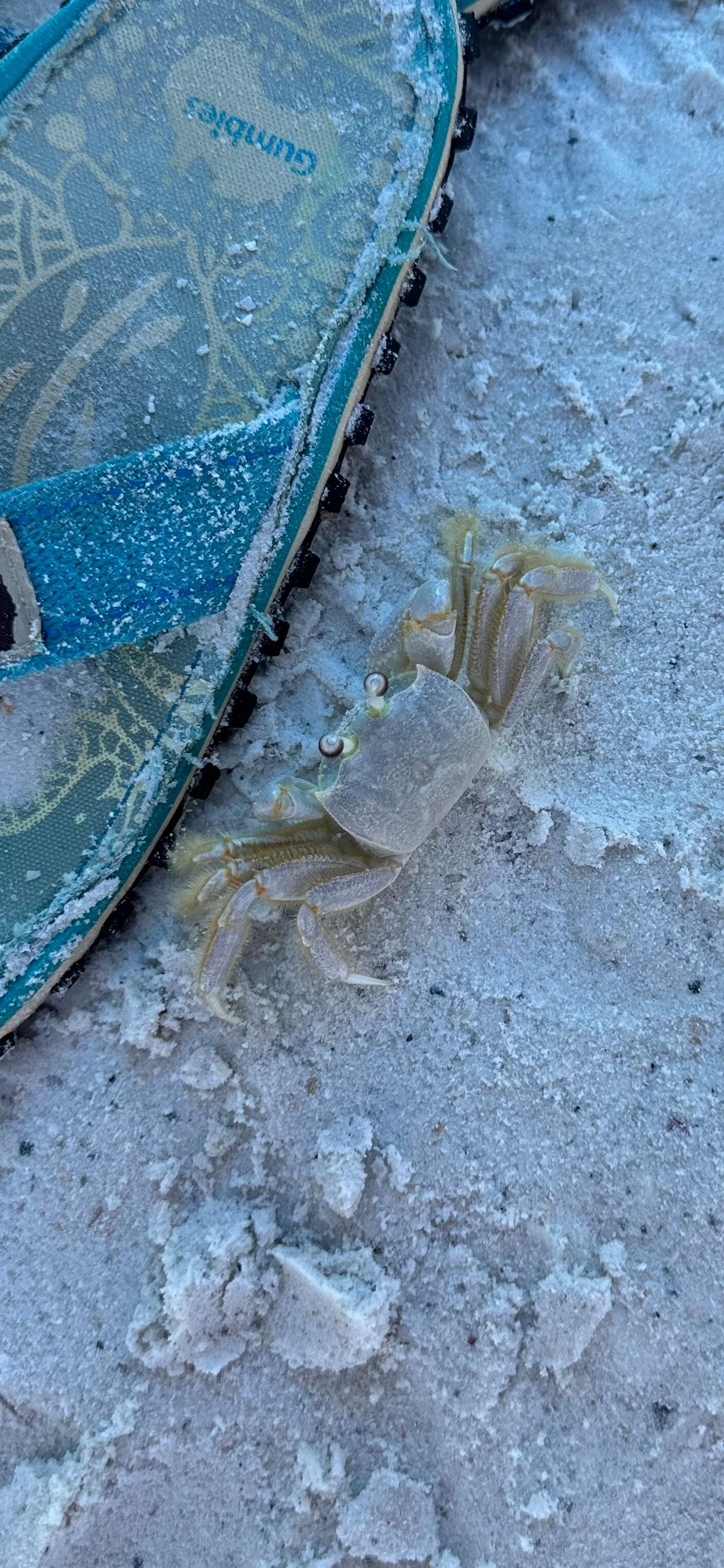 Friendly visitor