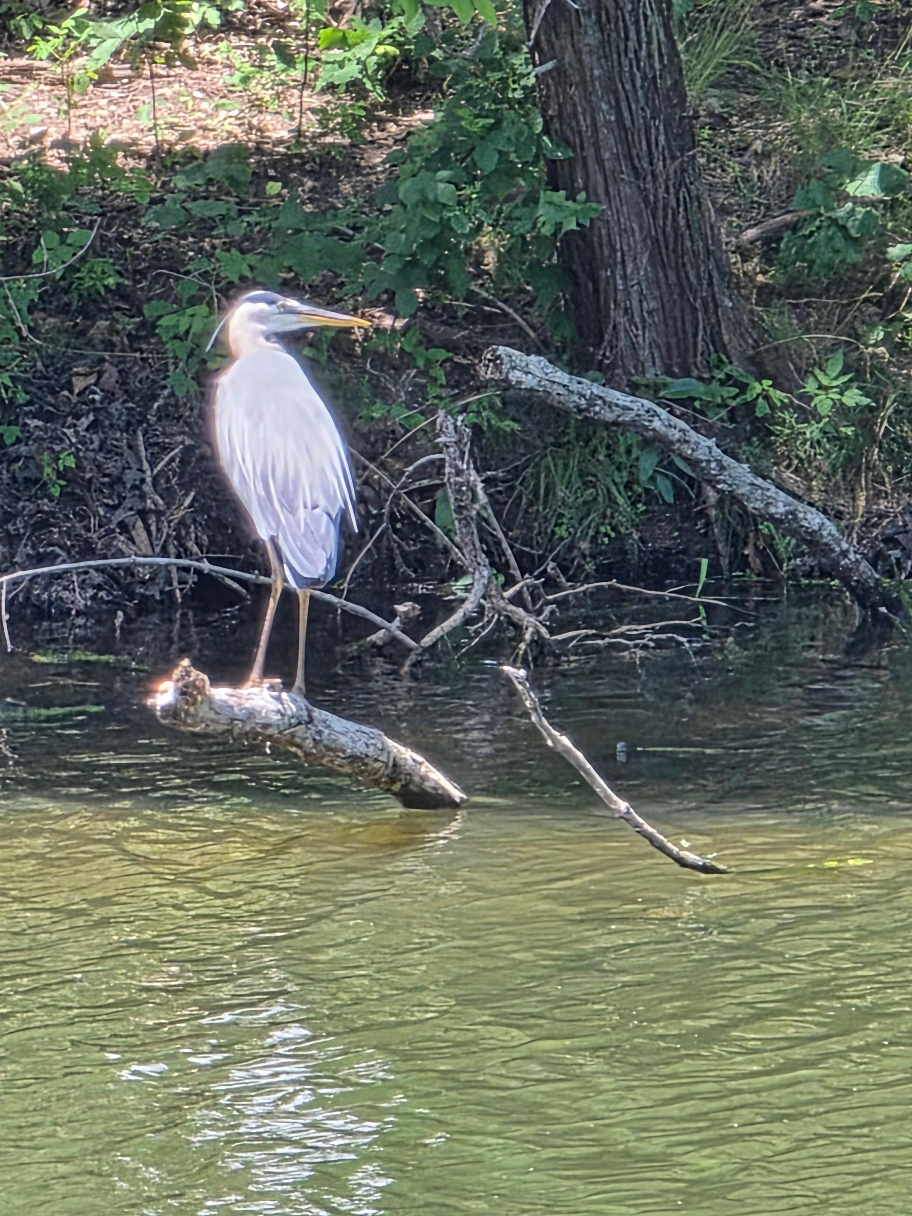 Blue heron 