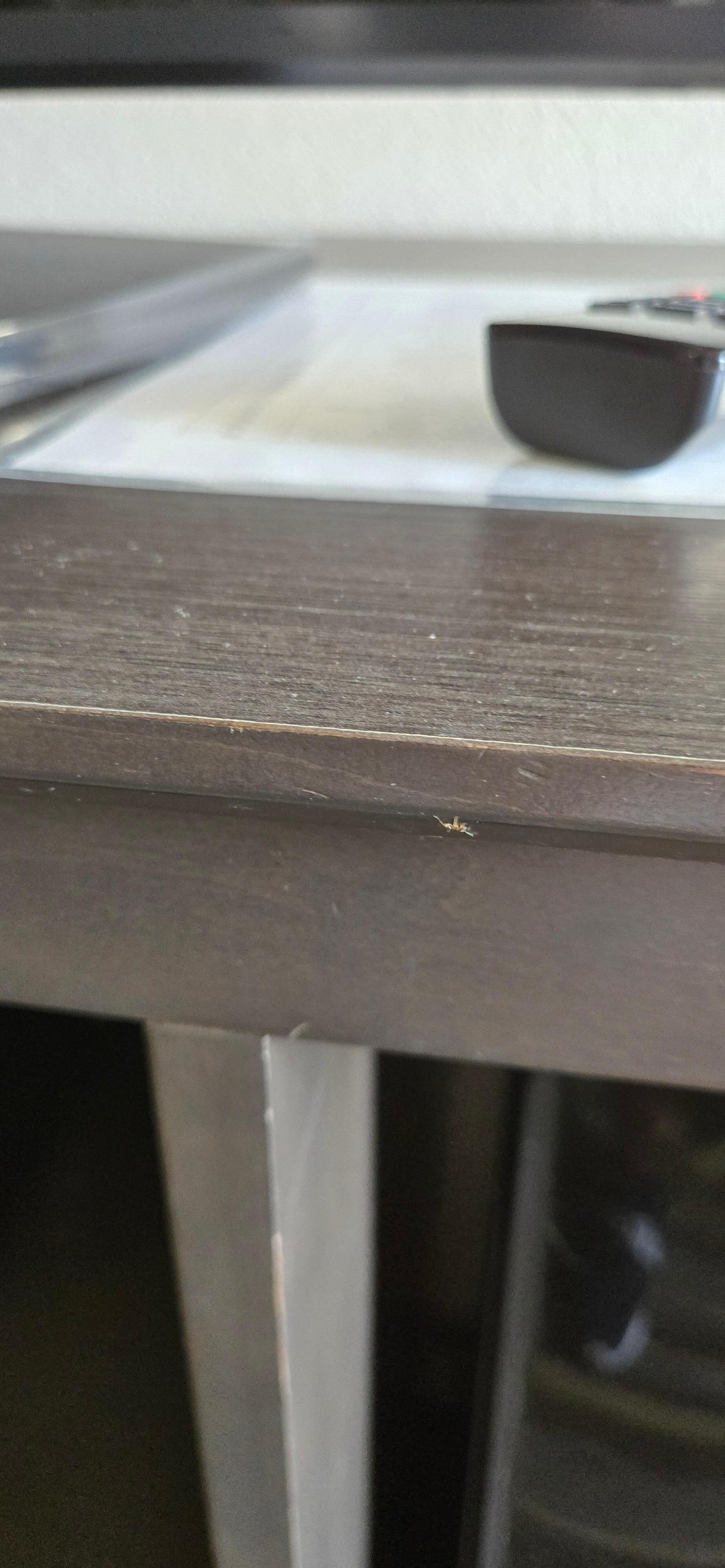 One.of many ants