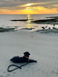Our pup could be a beach dog with just a bit of training.