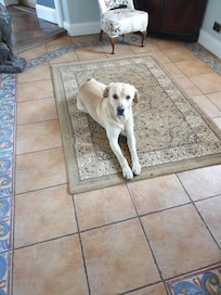 The resident dog