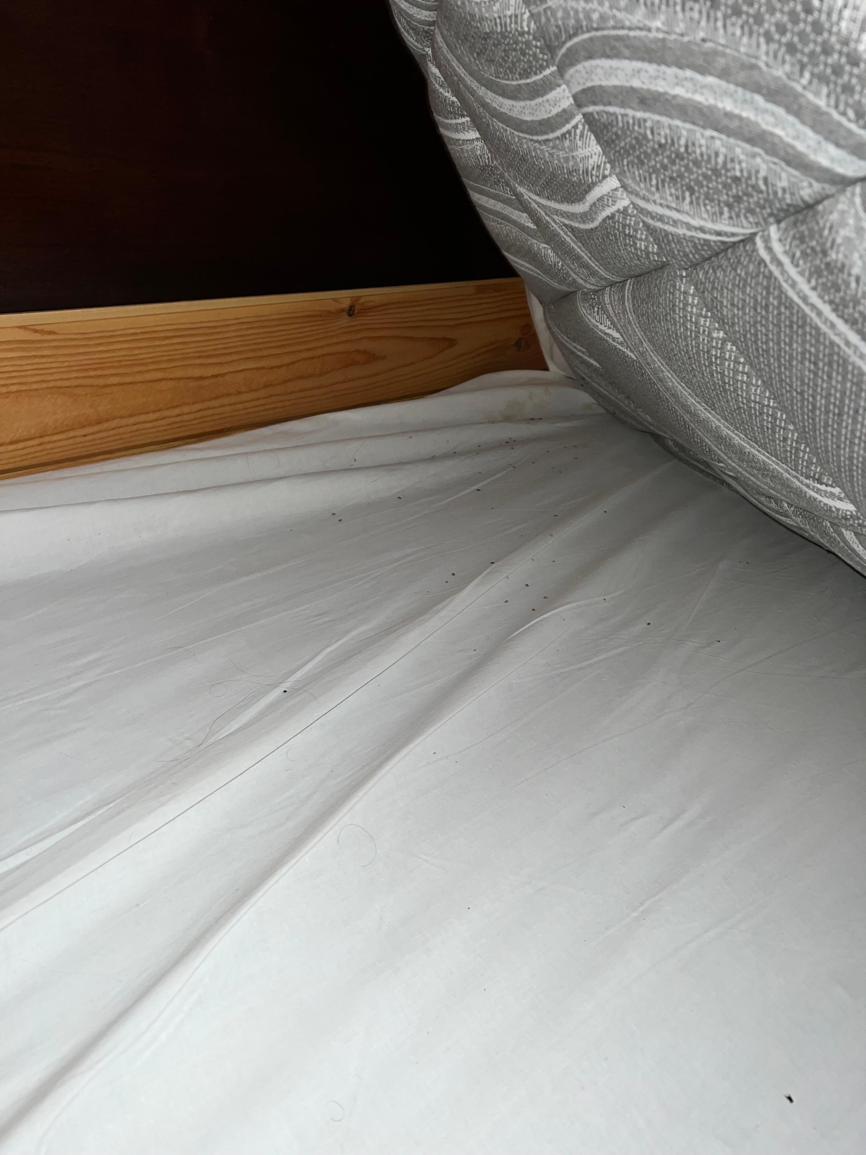 Bugs found under mattress.