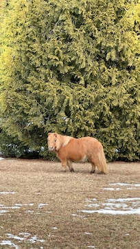 Sleeping & bathroom (top level)