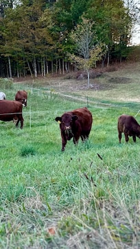 Baby cows