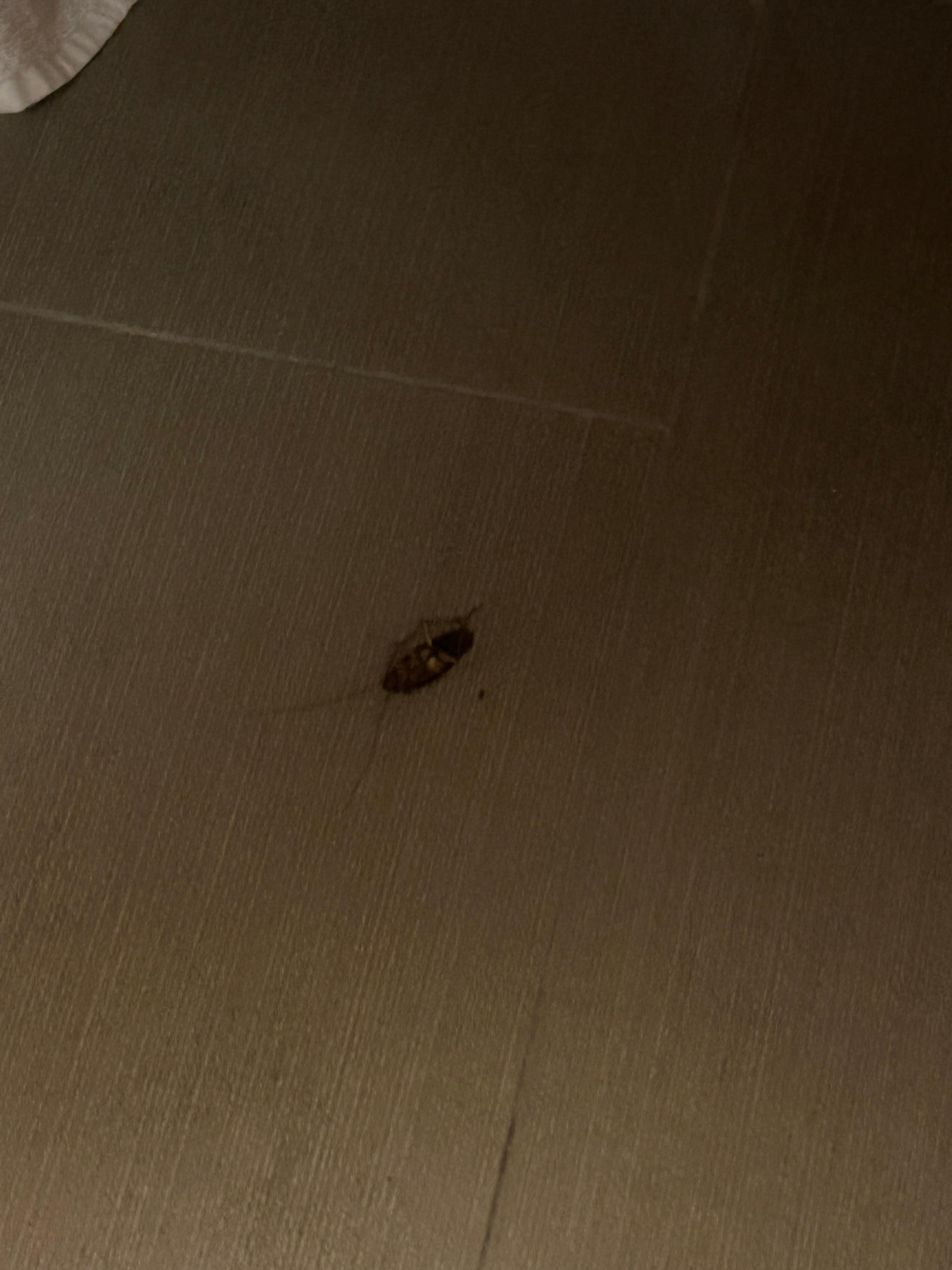 Cucarachas en el
Cuarto