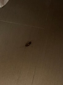 Cucarachas en el
Cuarto