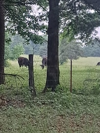 Cows grazing on property behind the Cottage.