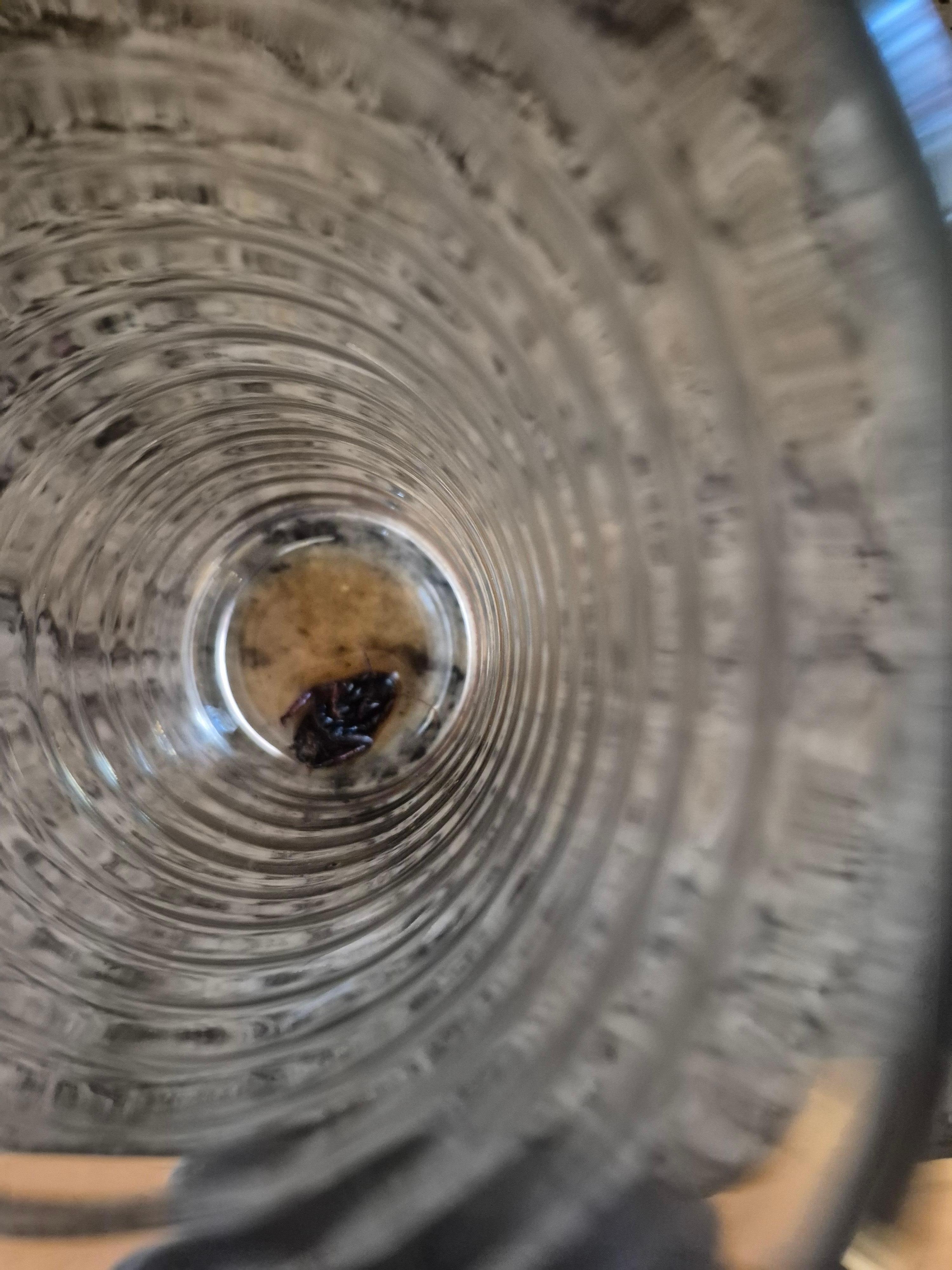 cockroach in drinking glass