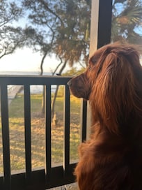 Rowan watching for squirrels.