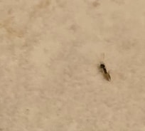 Ants in the bathrooms were tiny and hard to spot but there were so many