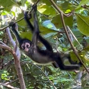 A baby spider monkey showing off in front of us.