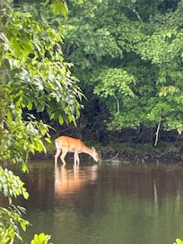 Numerous sightings of deer