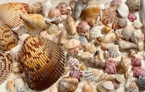 Shells