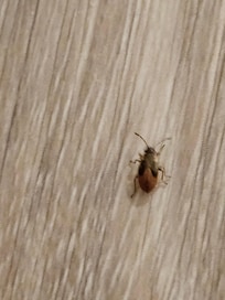 more bugs in bathroom