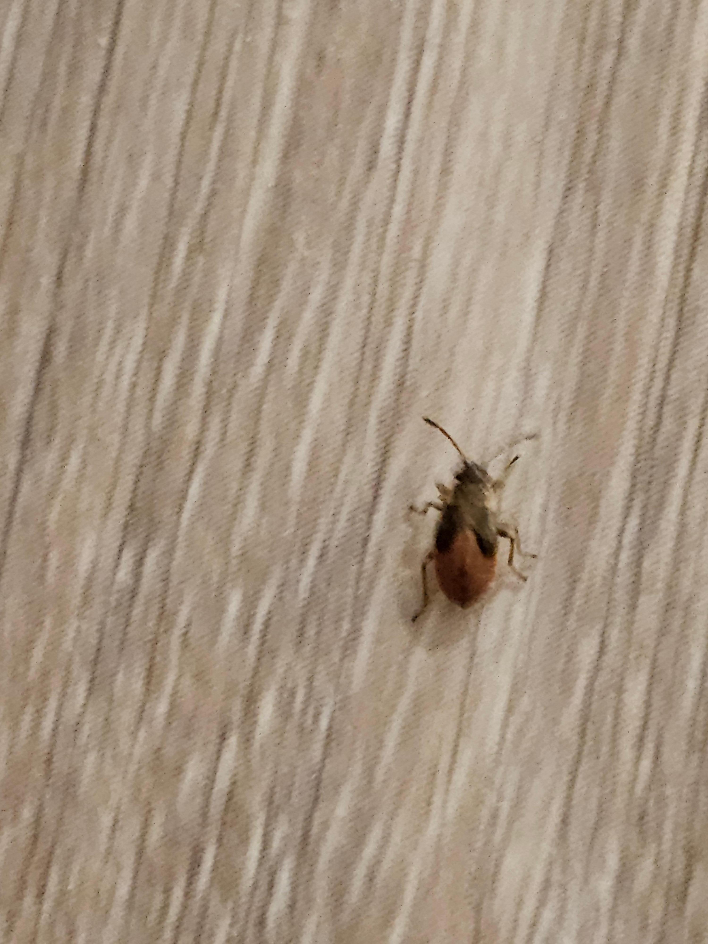 more bugs in bathroom