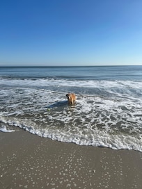 Fun for the whole family