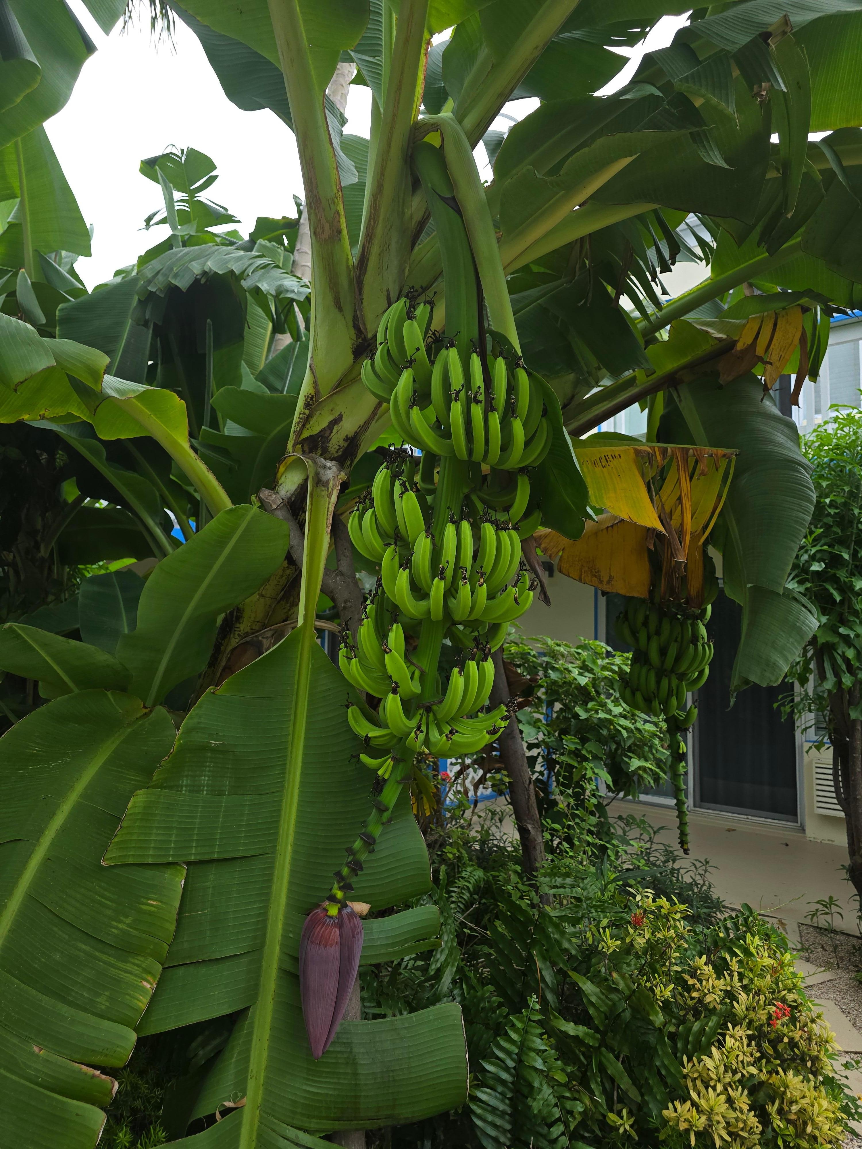 Awesome courtyard garden