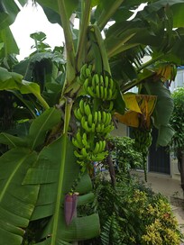Awesome courtyard garden