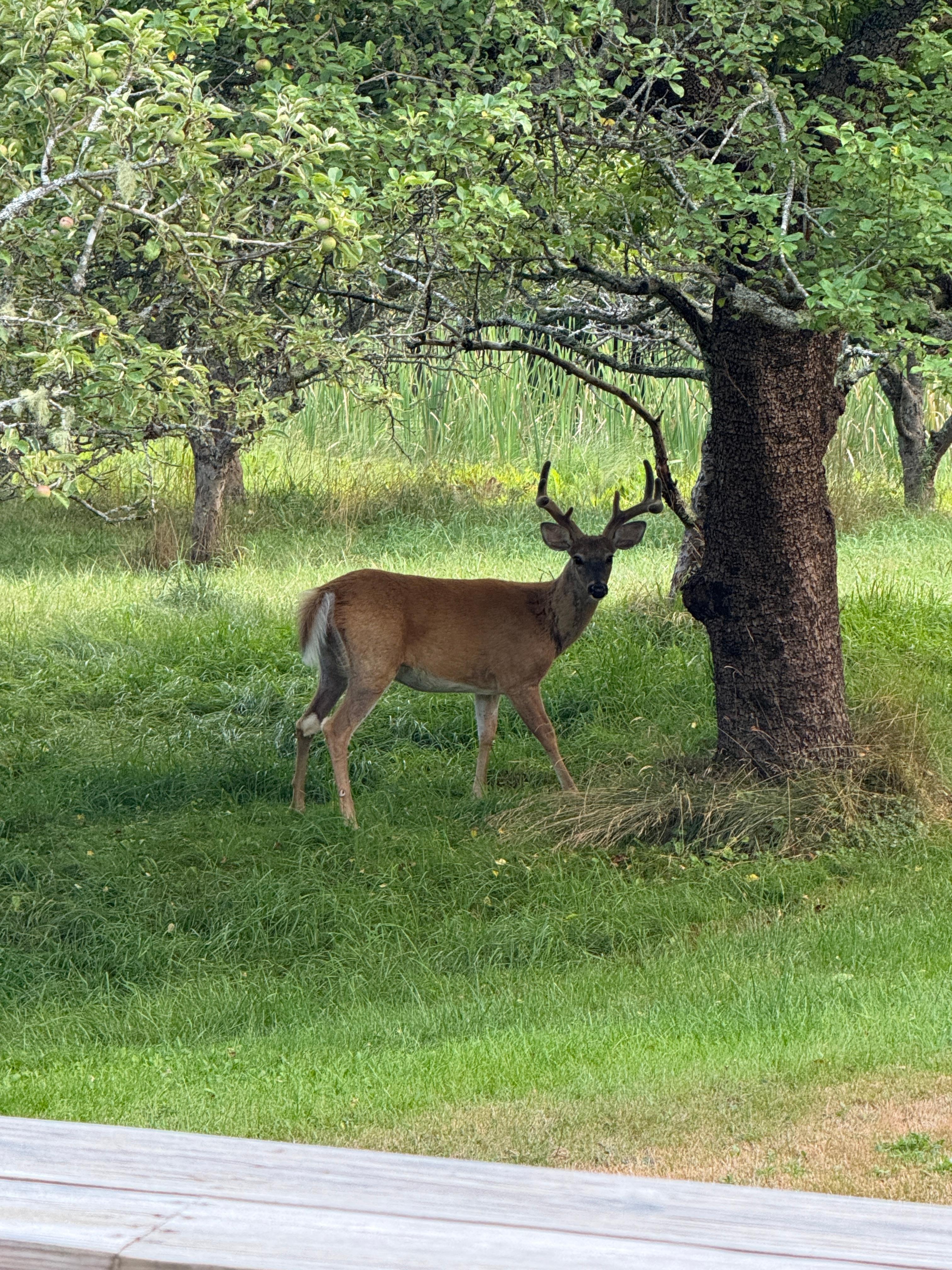 Deer in the orchard 