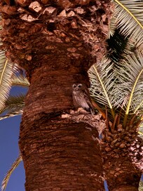A owl visited us during our dinner at the patio seating - it was very exotic experience.