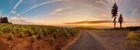 Christmas Farm at Sunset