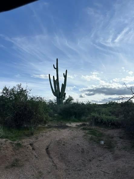 Saguaro cactus (one of thousands) in Sonoran Desert