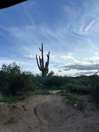 Saguaro cactus (one of thousands) in Sonoran Desert