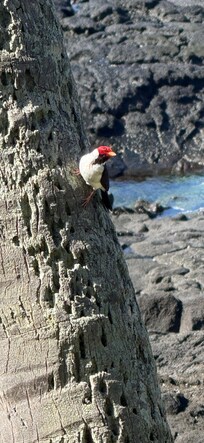 Yellow beaked cardinal that visited the balcony daily