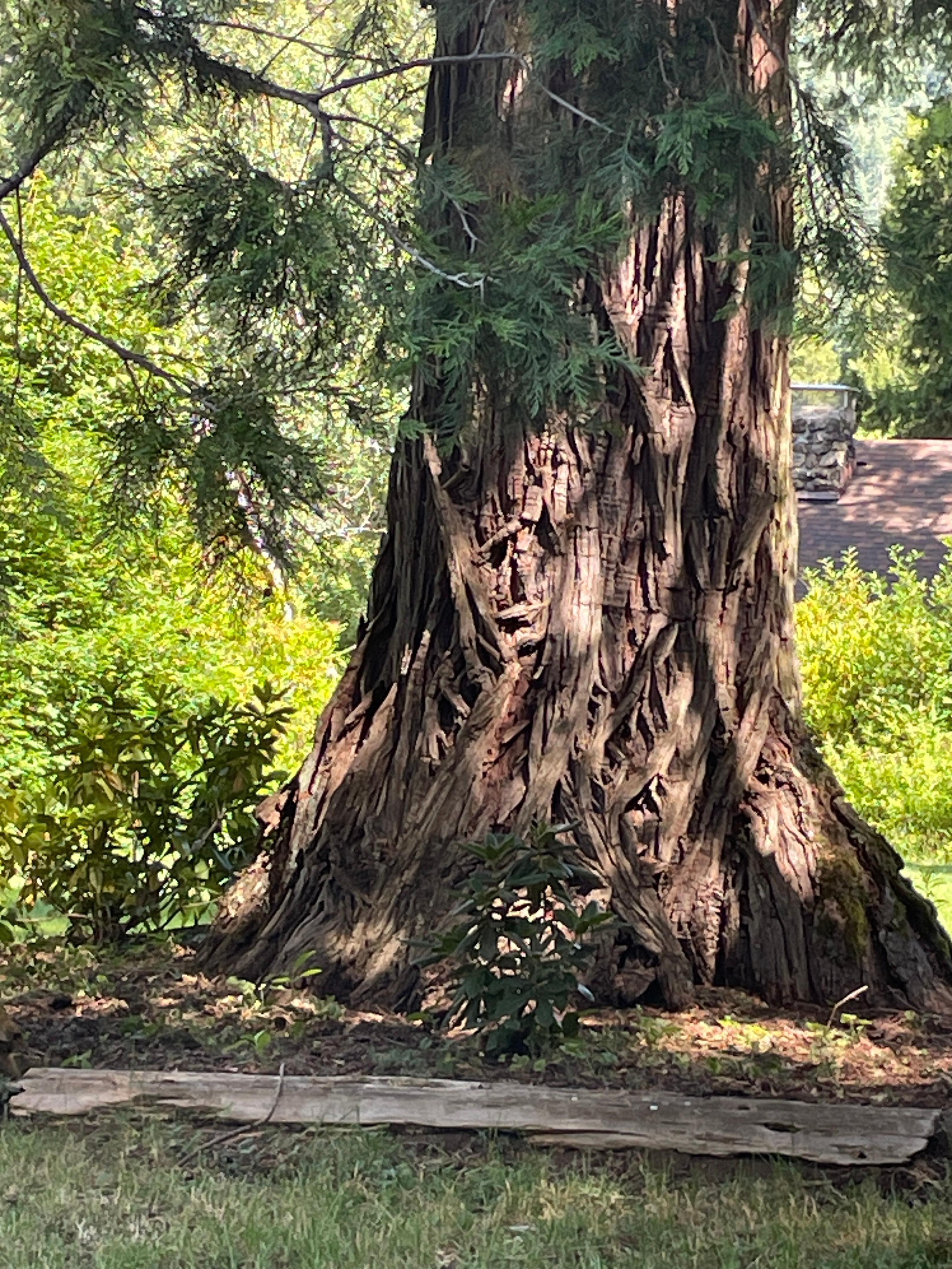 Ancient Cedar near historical cabin on grounds.