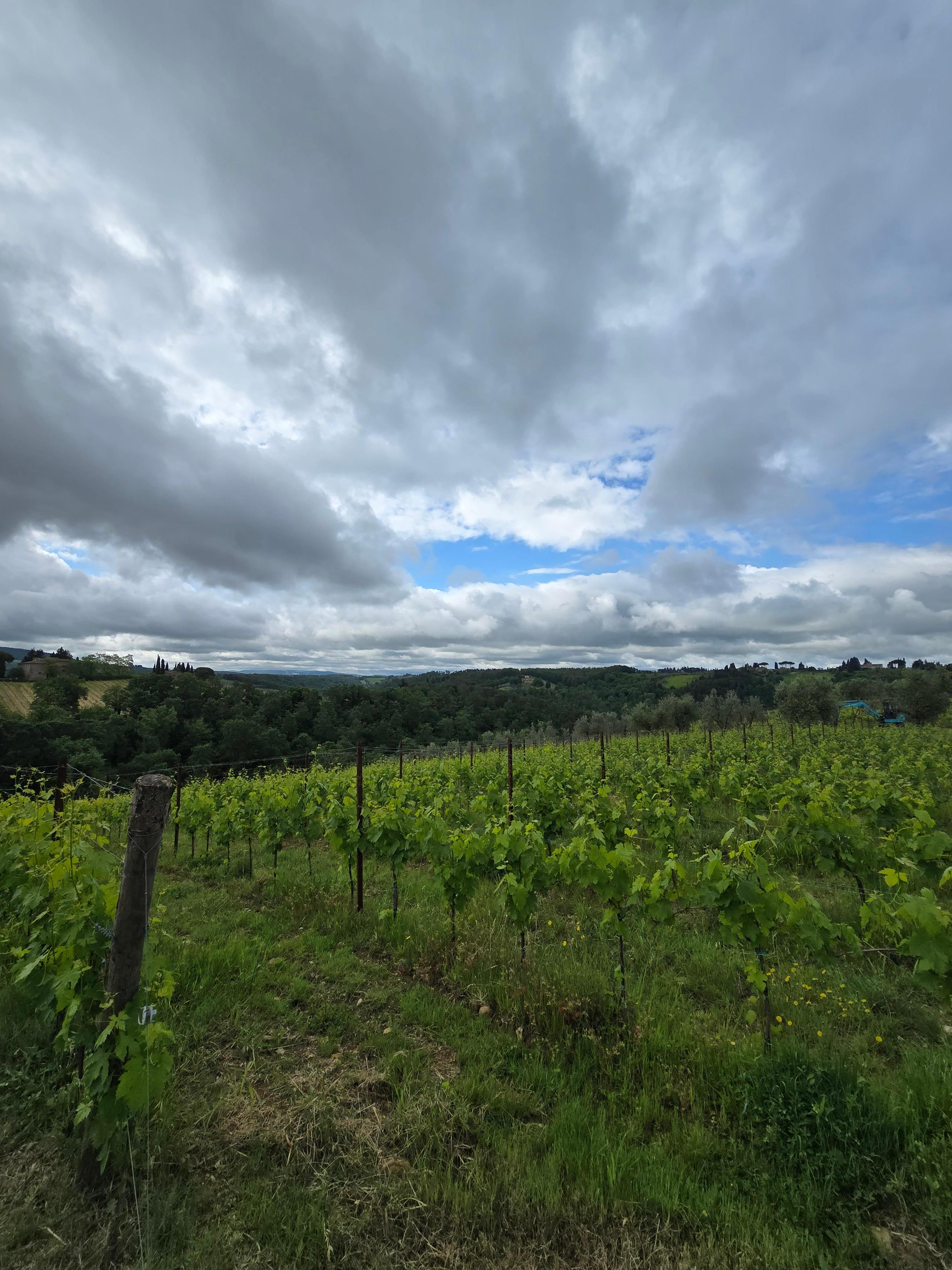 The vineyard