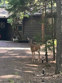 Early morning visitor
