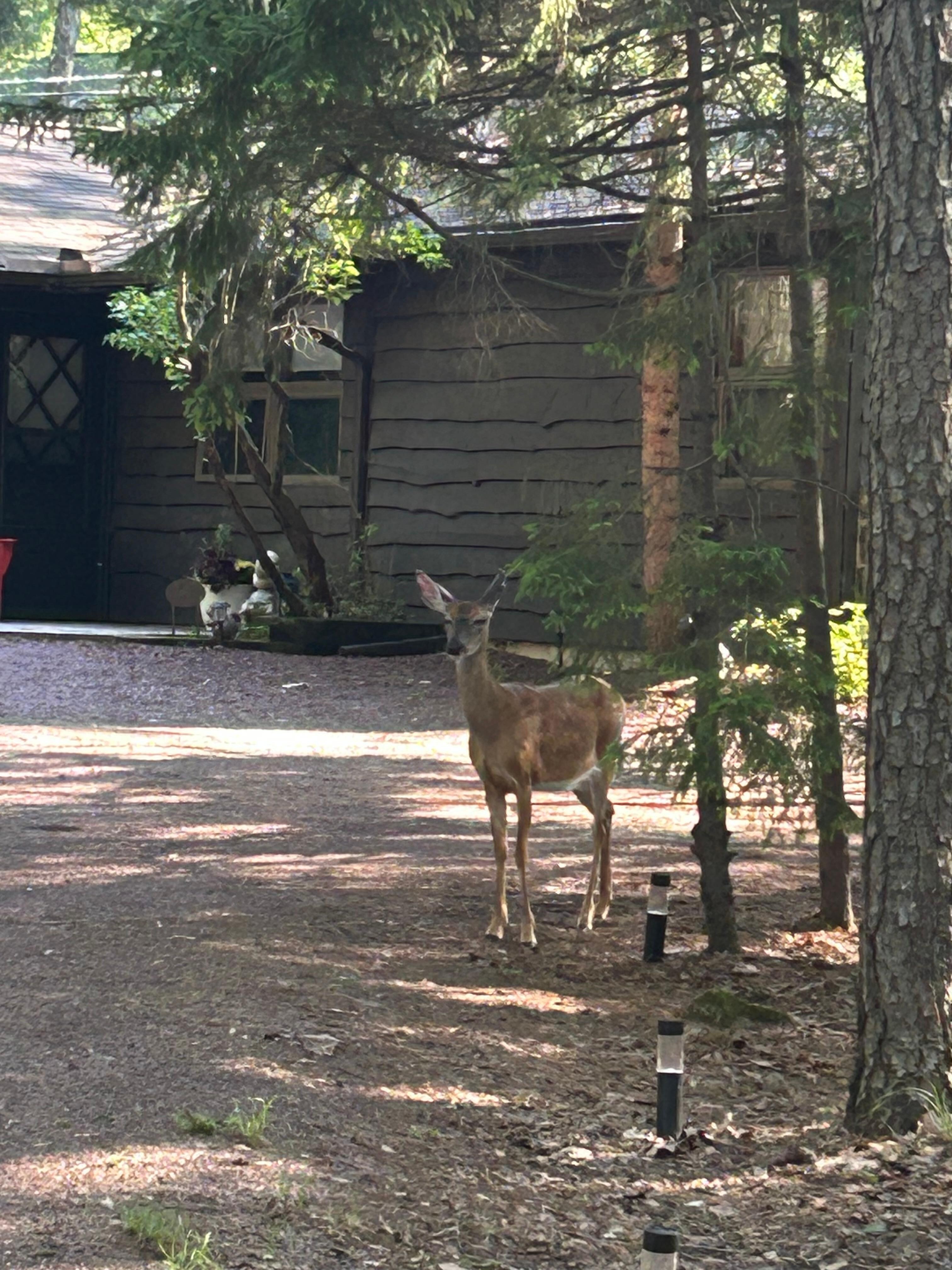 Early morning visitor