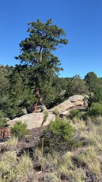 I loved all the rocks and trees and cacti at the cabin. It was fun to explore around!