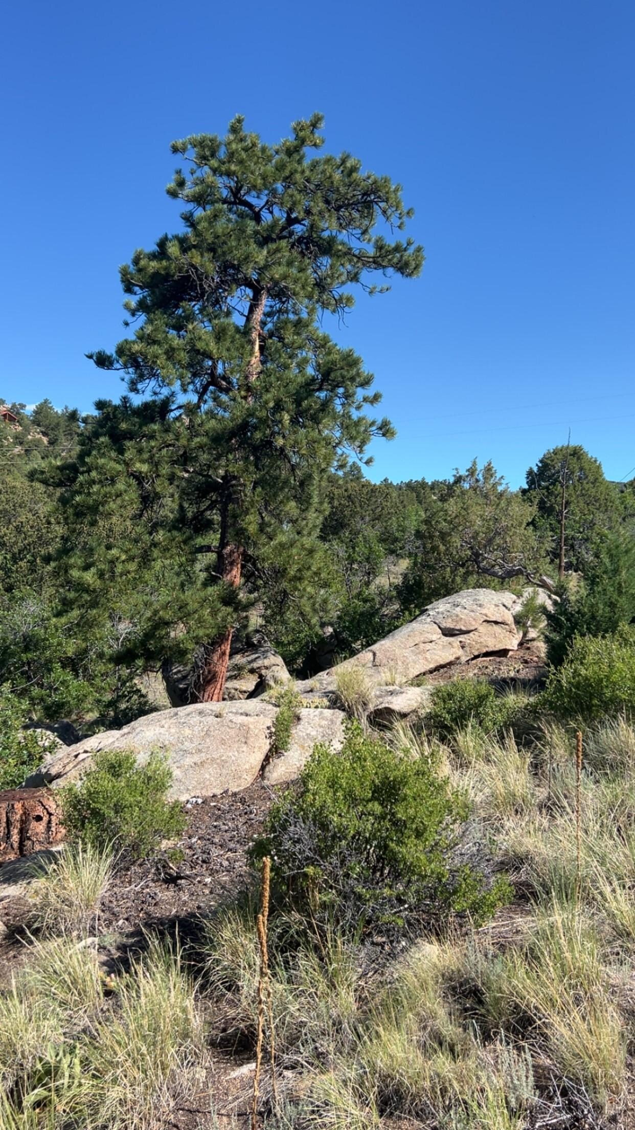 I loved all the rocks and trees and cacti at the cabin. It was fun to explore around!