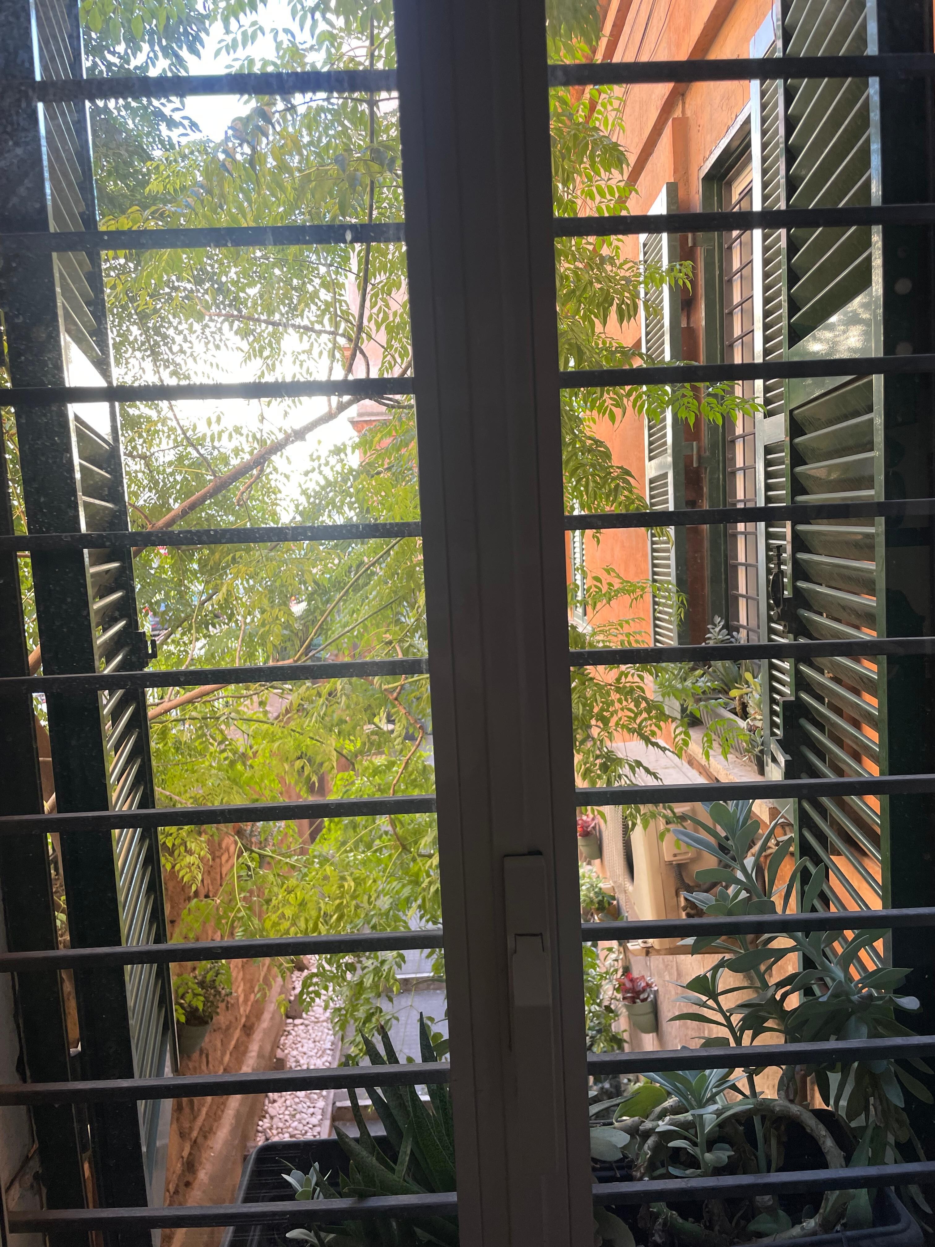 View out the kitchen window 