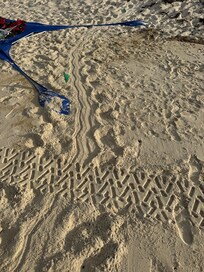 Turtles tracks
