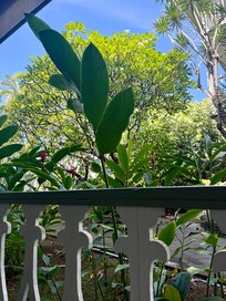 Lanai view