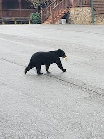 The welcoming committee. Lock your doors. They can open the car door and get in.