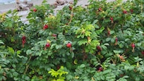 Rose hips