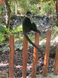 Friendly monkey