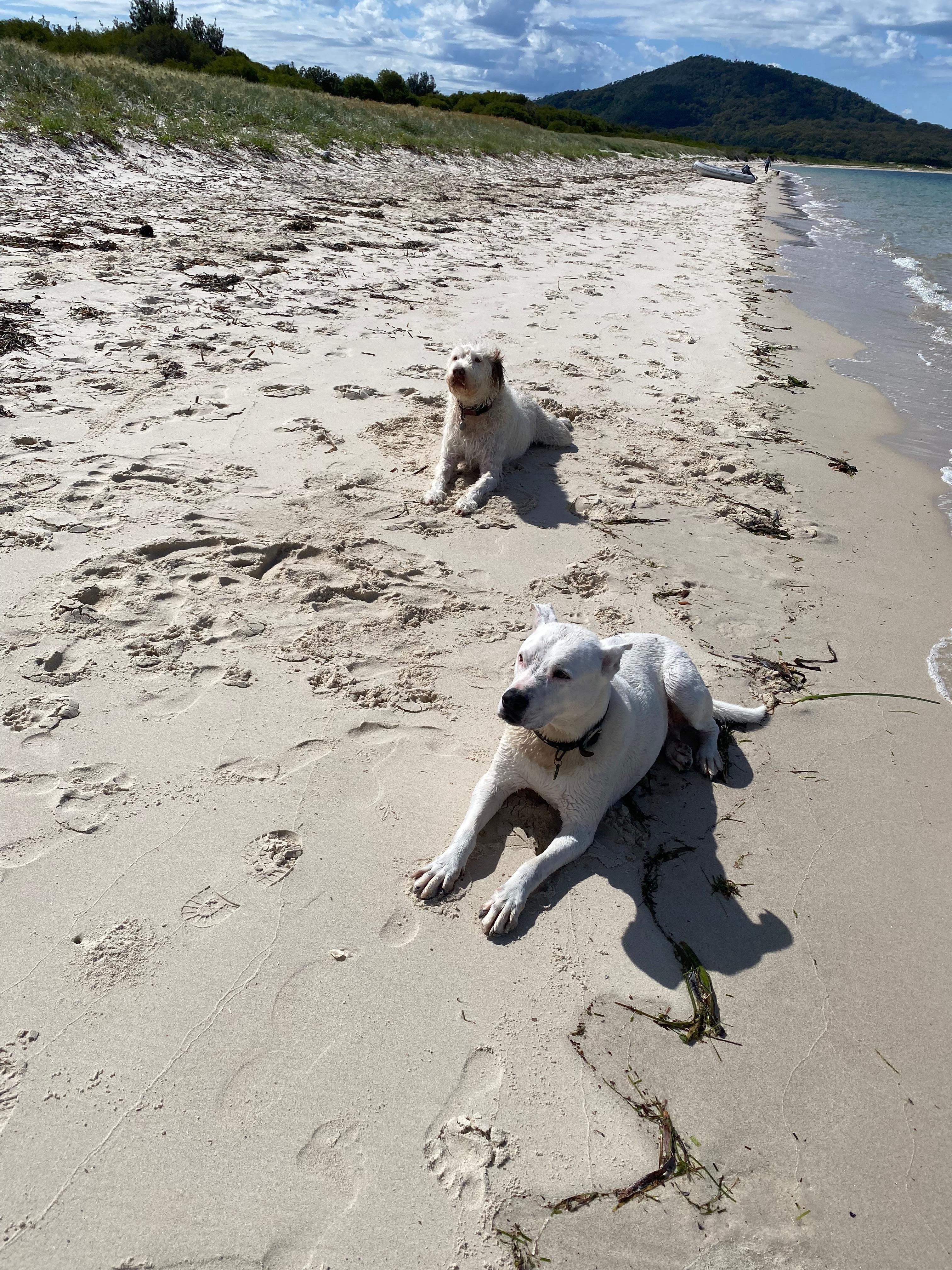 Salty sea dogs 🏖️☀️