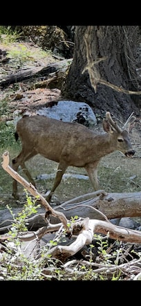 Deer on trail from Lower Yosemite Falls to Mirror Lakefalls