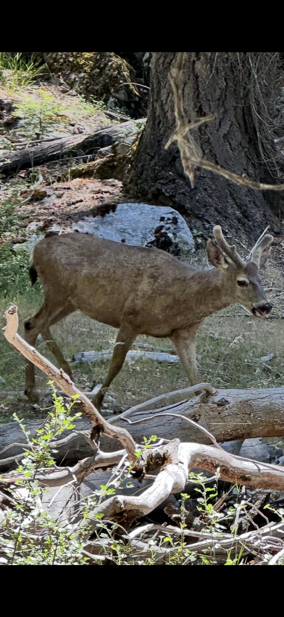 Deer on trail from Lower Yosemite Falls to Mirror Lakefalls