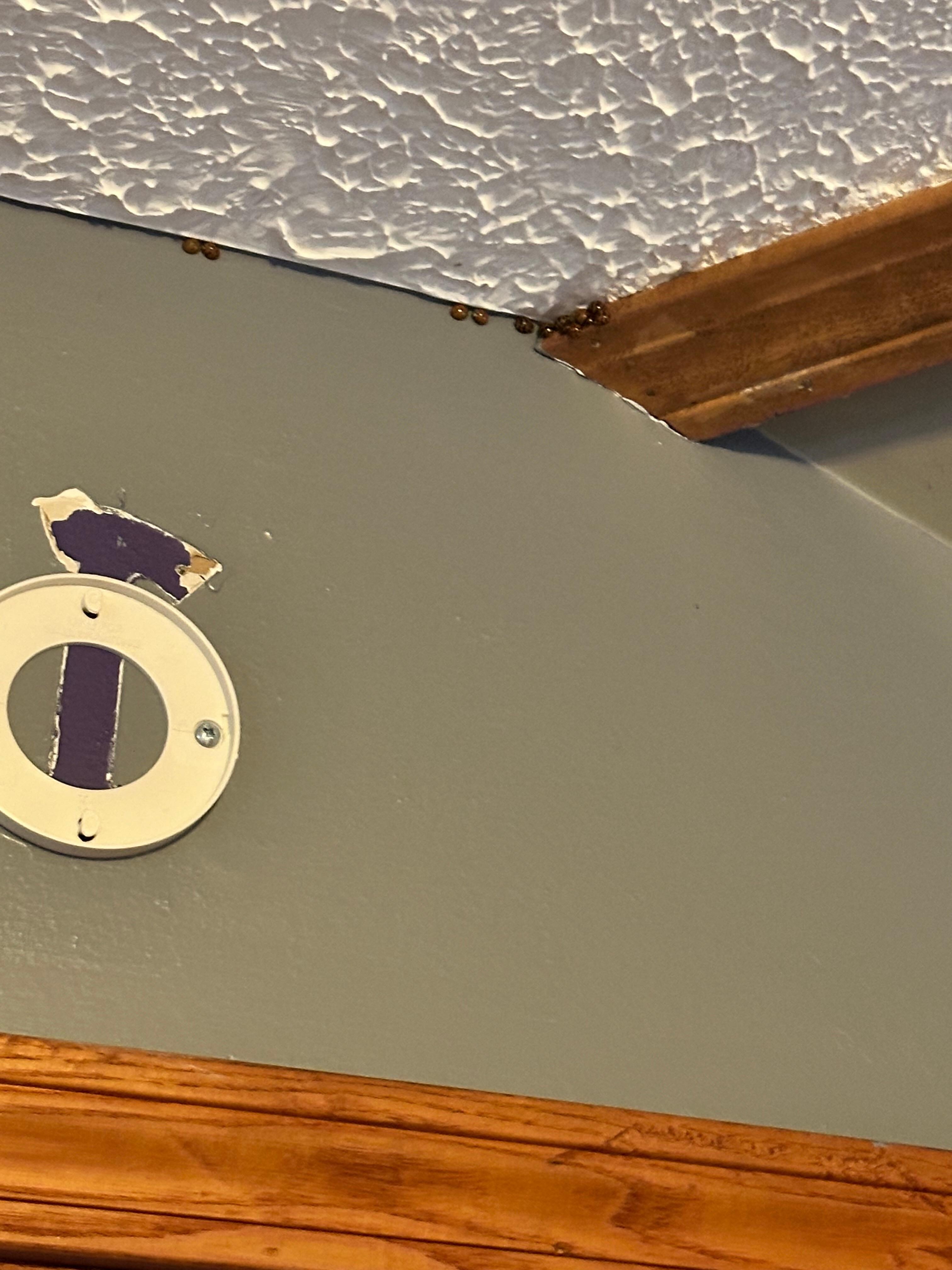 Cluster of Asian beetles 