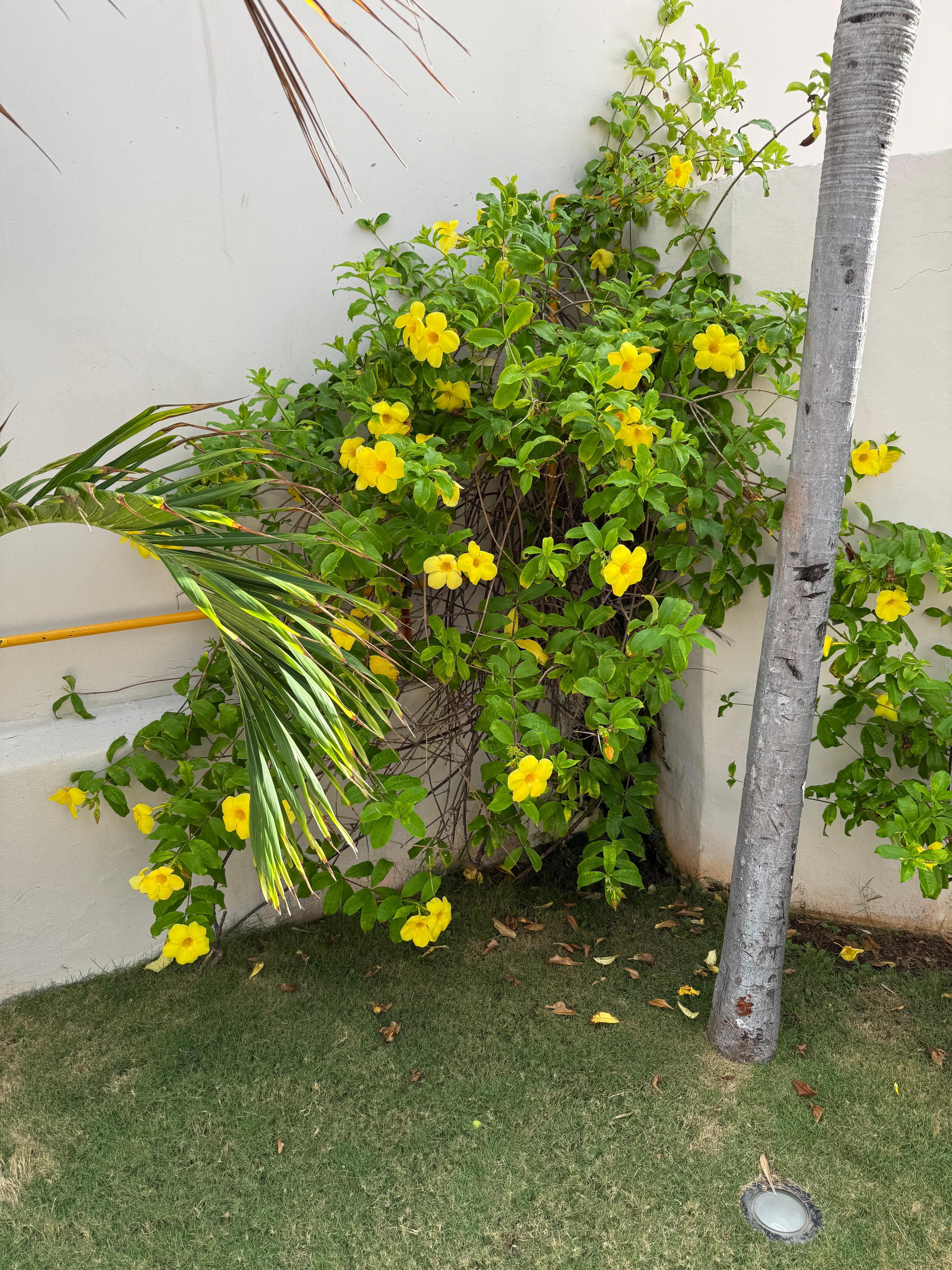 Beautiful plants